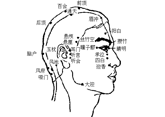 头部的经络穴位